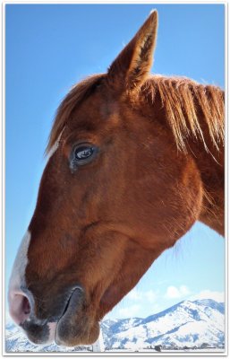 horse profile