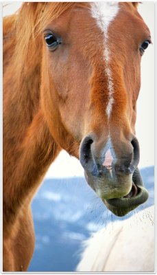 the silly horse faces of bozeman montana