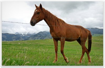 one horse.jpg