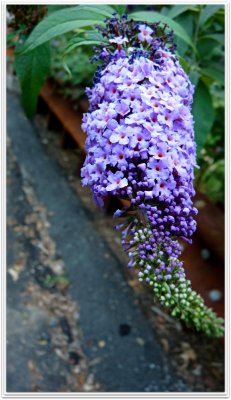 fragrant ferguson road flowers.jpg