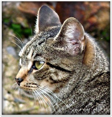 city kitty.jpg