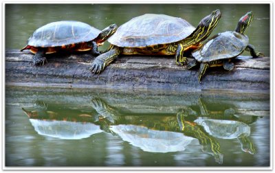 turtles