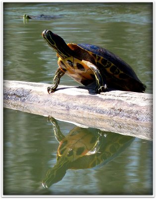friday turtle.jpg