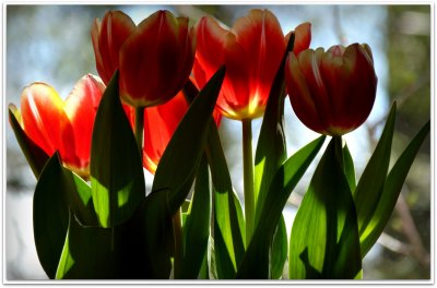 ida's tulips