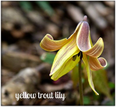 yellow trout lily in backyard in mid-spring
