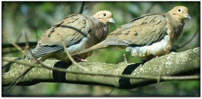 mourning doves outside our bedroom window in the spring