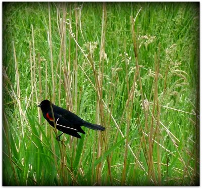 red winged blackbird.jpg