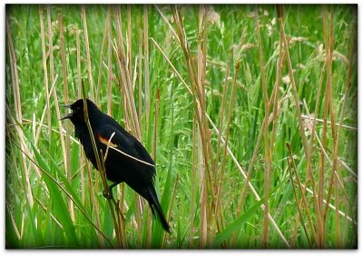 red winged blackbird singing.jpg