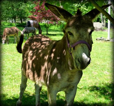 donkey in warren.jpg