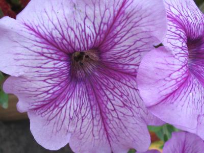 purpley petunia