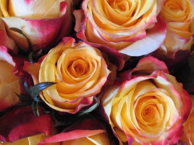 yellow roses with pink edges