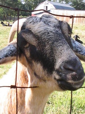 goat 1
