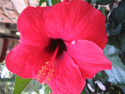  hibiscus  2