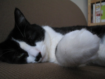 tired kitty