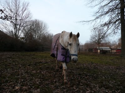horse with the purple coat