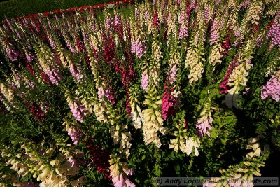 Flowers at the Golden Gate windmill