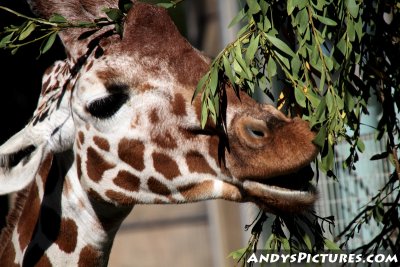 Hungry Giraffe