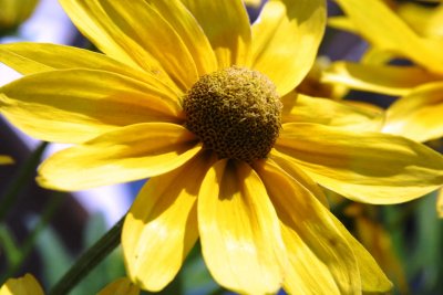 Yellow flower at Meijer Gardens