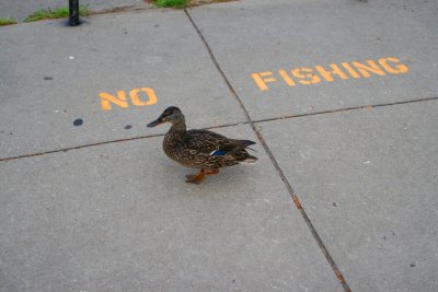 Duck waddling around a NO FISHING sign near the Fish Ladder