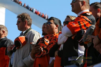 Cincinnati Bengals fans