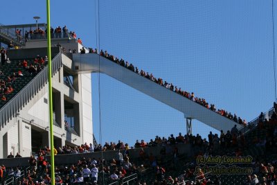 Cincinnati Bengals fans