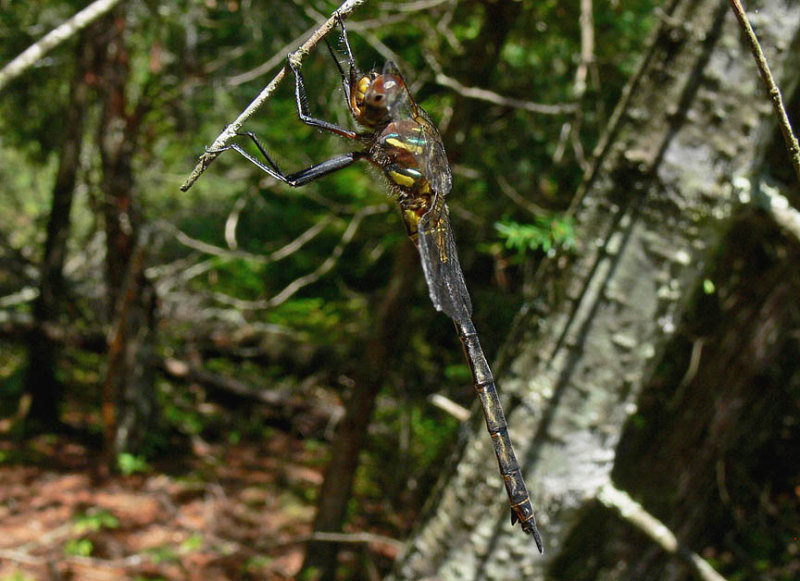 Hines Emerald female