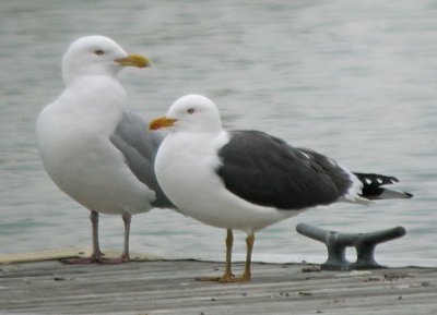 Lesser Black-backed Gull