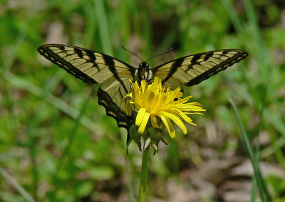 Eastern Tiger Swallowtail