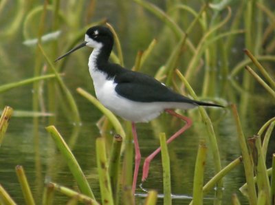 Hawaiian Stilt