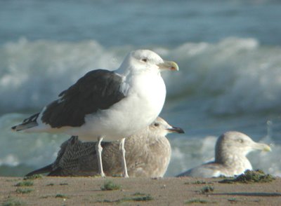 Great Black-backed Gull