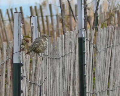 Sage Thrasher