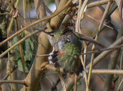 Rufous Hummingbird