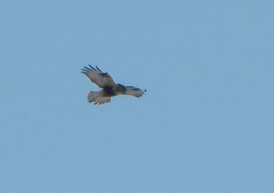 Rough-legged Hawk