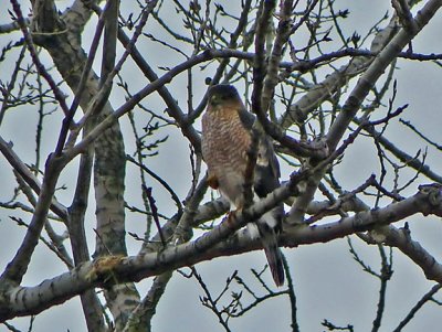 Cooper's Hawk