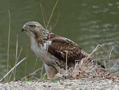 Red-tailed Hawk Tries a Turtle