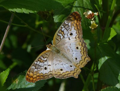 White Peacock