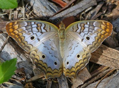 White Peacock