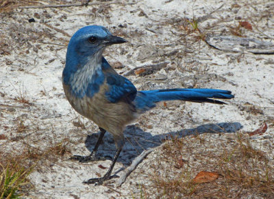 Florida Scrub Jay