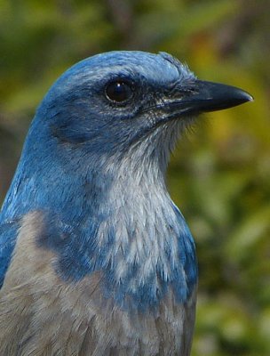 Florida Scrub Jay
