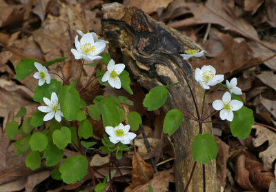 Rue Anemone