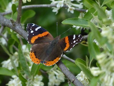 Red Admiral