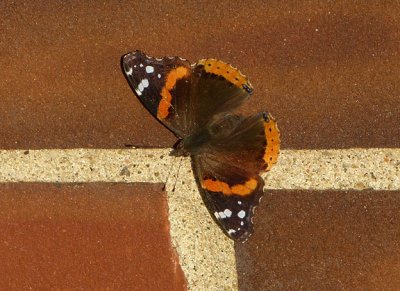 Red Admiral