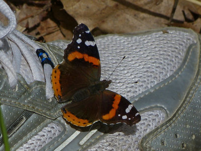 Red Admiral
