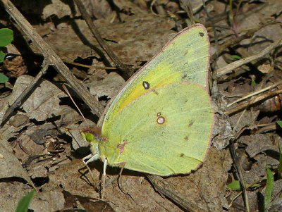 Orange Sulphur