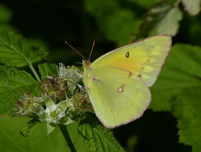 Orange Sulphur