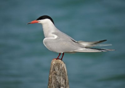 Common Tern