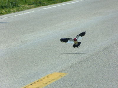 Red-headed Woodpecker