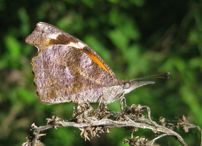 American Snout