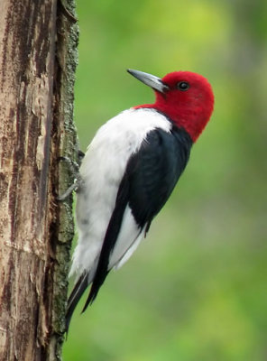 Red-headed Woodpecker