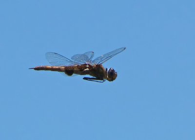 Red Saddlebags